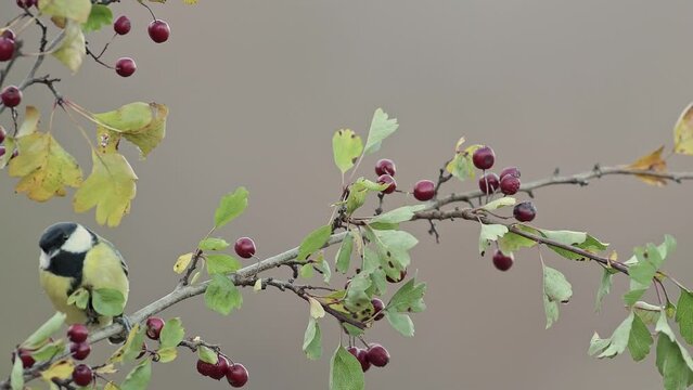 Looking for food among the hawthorn berries, the Great tit (Parus major on Crategus monogyna)