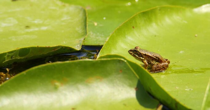 A small brown Balkan frog standing on a large green leaf of water lily