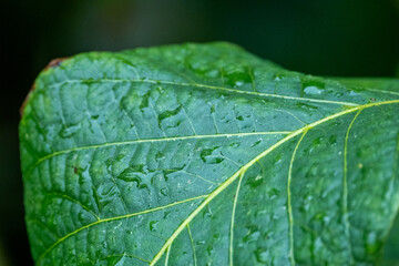green leaf with drops of water