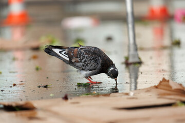 Pigeon en train de chercher de la nourriture sur le sol à la fin du marché, Paris
