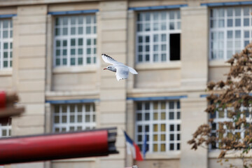 Mouette rieuse en train de planer au dessus d'un marché en extérieur, Paris - obrazy, fototapety, plakaty