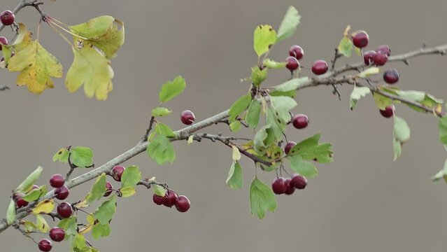 Great tit among the berries of hawthorn (Parus major on Crategus monogyna)