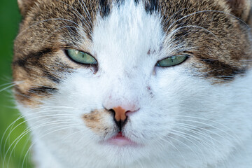 Naklejka na ściany i meble close up portrait of a fat cat