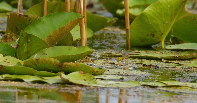 Balkan frog hidden behind large leaf jumps and catches caterpillar and eats it