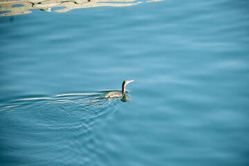 seagull in the water