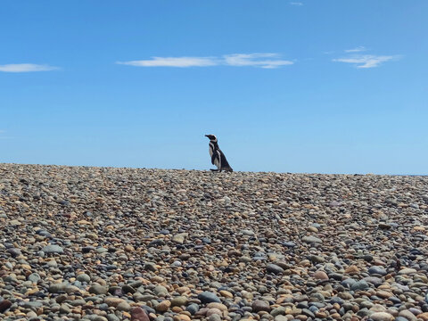 Beach with pebbles in Patagonia, Tierra del Fuego, Argentina in spring, with a penguin in the background
