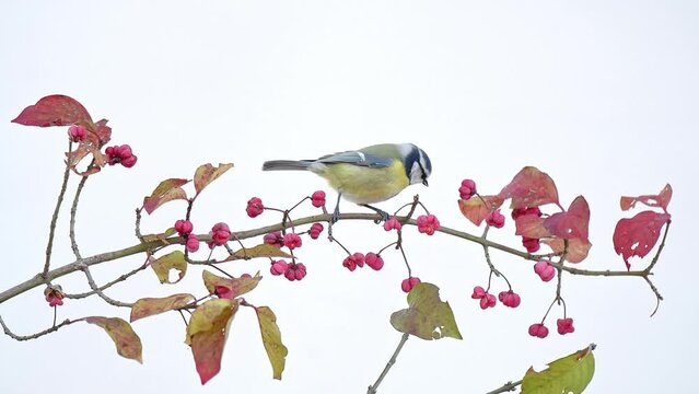 The Eurasian blue tit on branch of a spindle shrub (Cyanistes caeruleus)