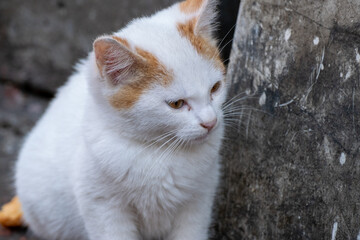 portrait of a baby cat