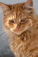 portrait of a yellow cat