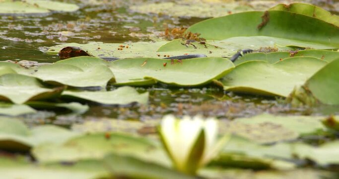 A water snake swim in a pond between large green water lily leaves