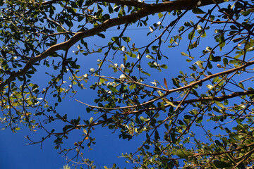 trees in the blue sky