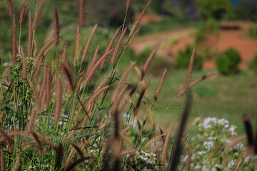 reed grass in the wind