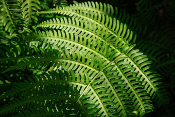 fern leaf in the forest