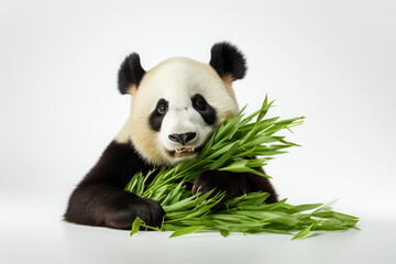 Panda eats a bamboo plant on a white background. Cute bamboo bear, close-up portrait.