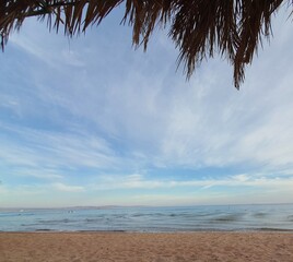 palm tree on the beach