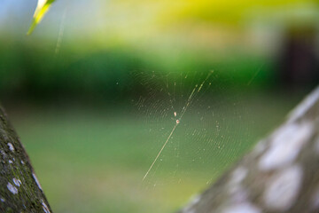 macro on spider on web