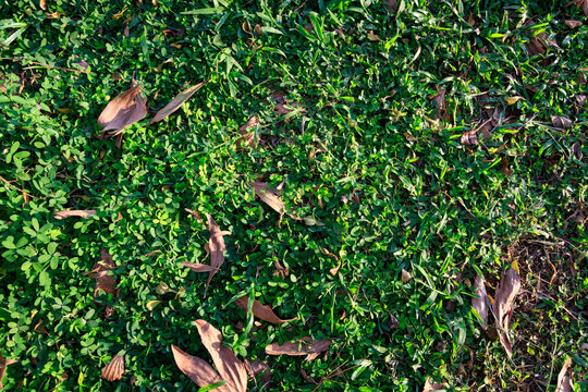 texture of grass and dead leaf on the ground