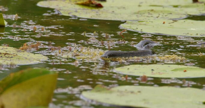 Beautiful nature footage of water snake swimming in a pond