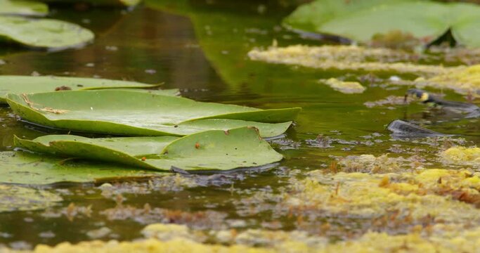 Camera follows a grass snake as it swims fast in pond and flick its tongue