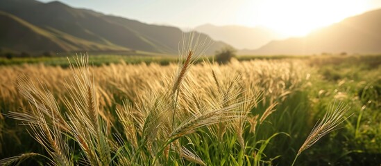 Wheat grain produces grass for Nowruz festivities. - obrazy, fototapety, plakaty