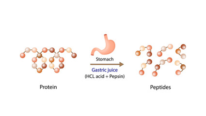 Protein Digestion in stomach. Gastric juice, pepsin and hydrochloric acid, digesting and breaking the protein into small peptides. Vector illustration.
