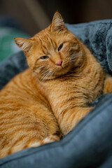 Katze kuschelt auf Kissen