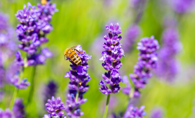 Spring lavender flowers under sunlight. Bees pollinate flowers and collect pollen. Lavender honey. Beautiful landscape of nature with a panoramic view. Hi spring. long banner