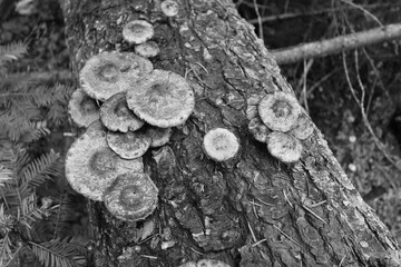 wild mushrooms growing in forest of Idaho in gray scale