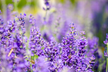Spring lavender flowers under sunlight. Lilac flowers close up. Beautiful landscape of nature with a panoramic view. Hi spring. long banner