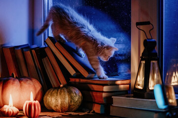 Little kitten sneaks through books stacked by rainy window. Cute pumpkin candles