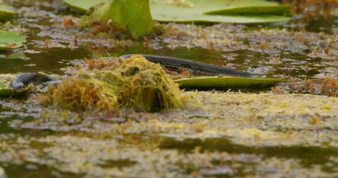 Nature footage of a grass snake swimming on a pond between leaves