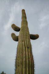 Giant cactus Saguaro cactus (Carnegiea gigantea) against the background of a cloudy sky, Arizona