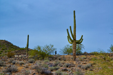 Giant cactus Saguaro cactus (Carnegiea gigantea) against the background of a cloudy sky