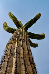 Giant cactus Saguaro cactus (Carnegiea gigantea) against the background of a cloudy sky, Arizona
