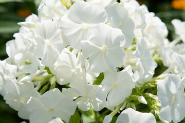 beautiful white  phloxes blossom in garden at sunny day. close up