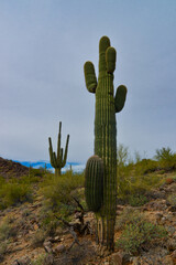 Giant cactus Saguaro cactus (Carnegiea gigantea) against the background of a cloudy sky, Arizona