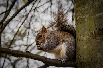 Naklejka na ściany i meble Feeding the squirrels in London's High Park