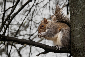 Naklejka na ściany i meble Feeding the squirrels in London's High Park