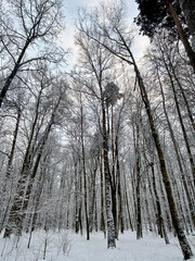 Fairy tale forest. Winter season. Forest trees in the snow.