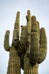 Giant cactus Saguaro cactus (Carnegiea gigantea) against the background of a cloudy sky, Arizona