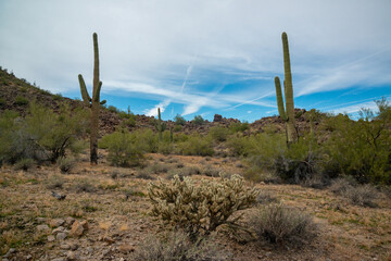 Giant cactus Saguaro cactus (Carnegiea gigantea) against the background of a cloudy sky