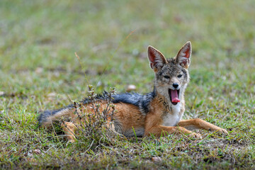 jackal  in the wild of Africa