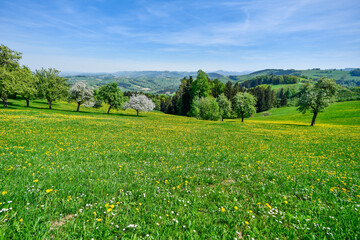 spring flowers