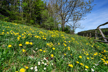 Obraz premium spring flowers