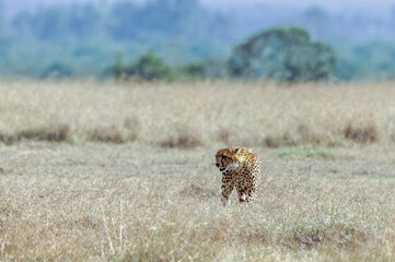 cheetah  in the vast wilderness of Africa © Herbert