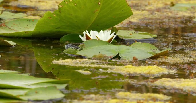 Grass snake swim in a pond between water lilies and flick its tongue