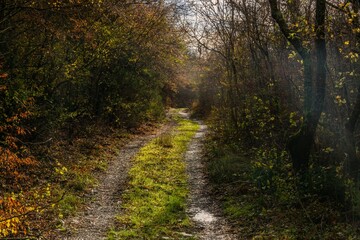 Fototapeta premium country dirt road with green grass puddles in a rut after rain through a forest in the mountains in the Western Caucasus (South Russia) on a cloudy November day