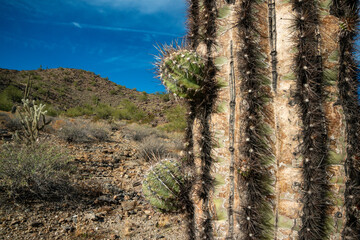 Young shoots on the stem of a giant cactus (Carnegiea gigantea) in the California desert