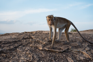 Obraz premium One monkey on top of mountain in Sri Lanka at blue sky background
