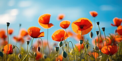 A field of orange flowers with a blue sky in the background.